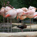 网络电话免费30分钟